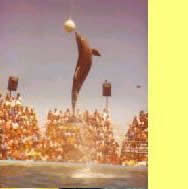 Un delfincito lindo...