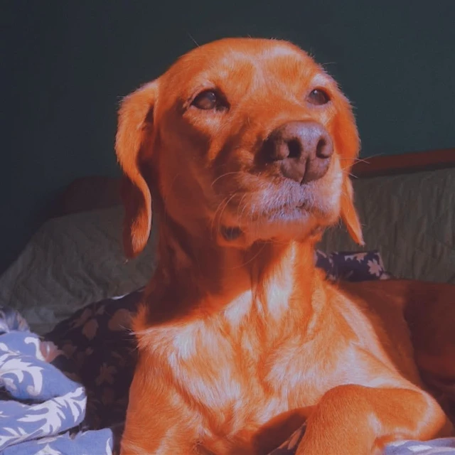 img2