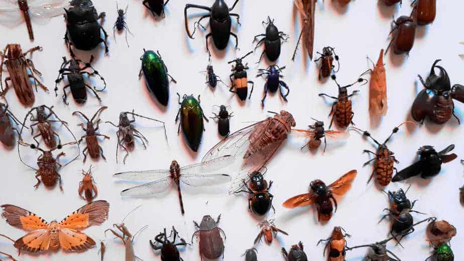 Imagen de insectos