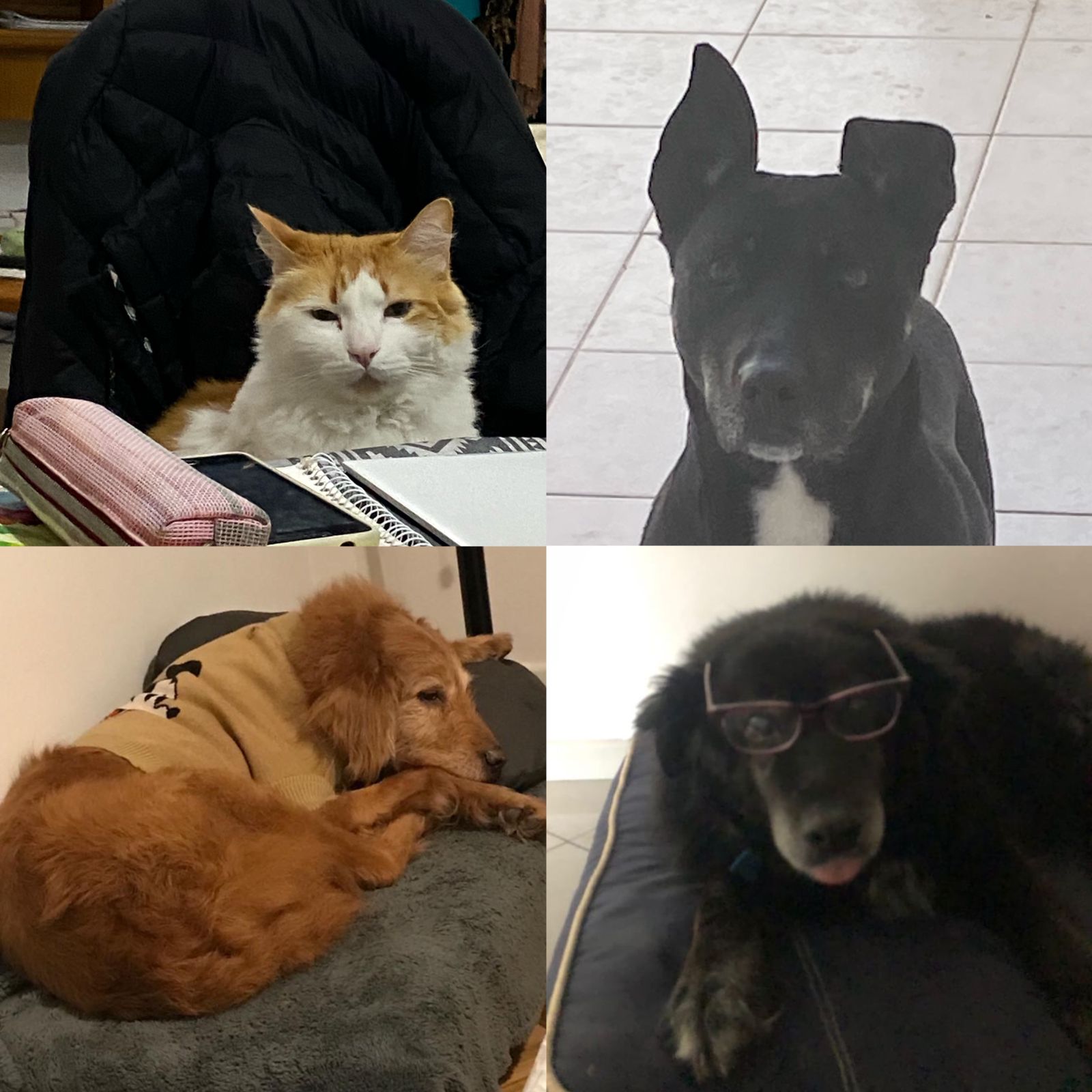 Foto de mis mascotas