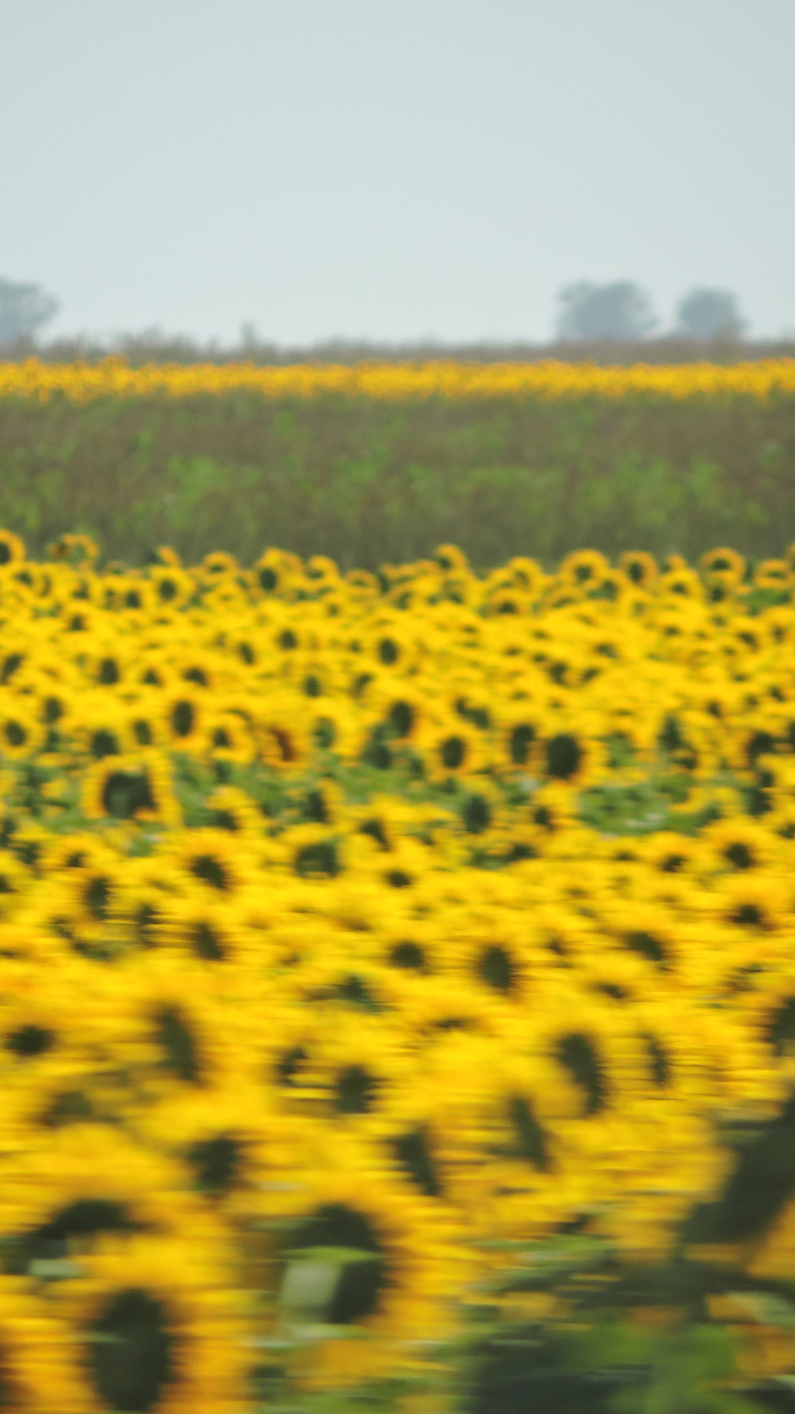 DSCN3939-1