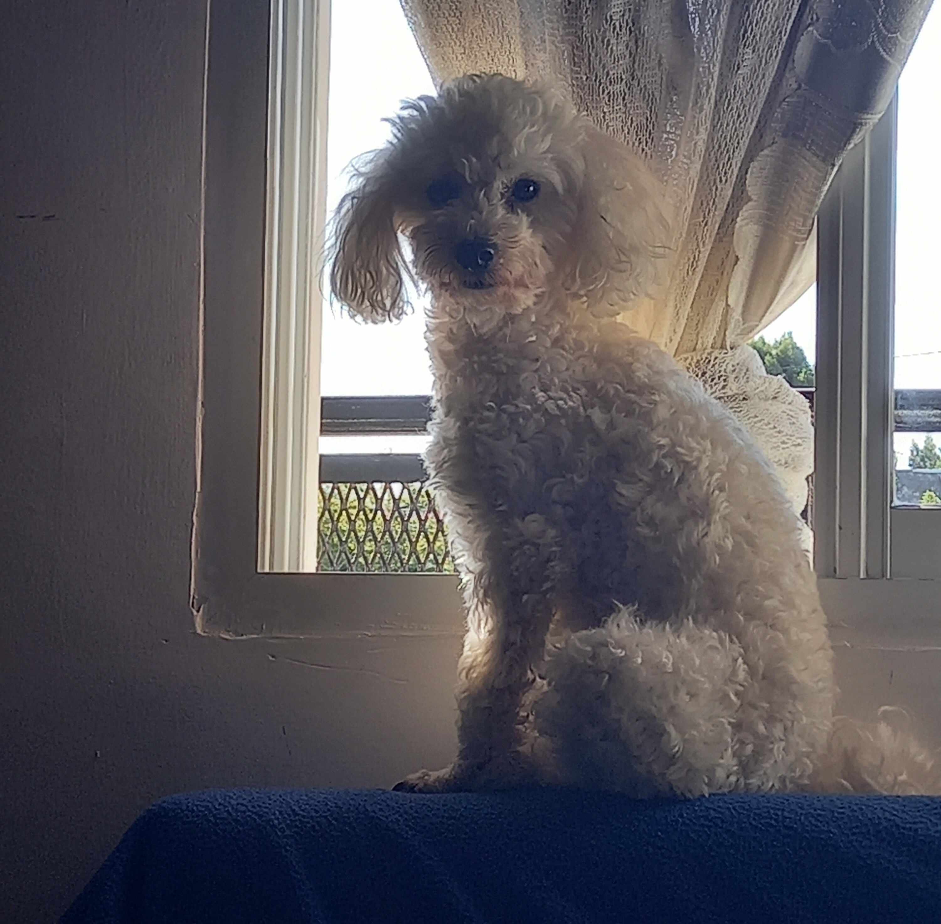 Perrito 5