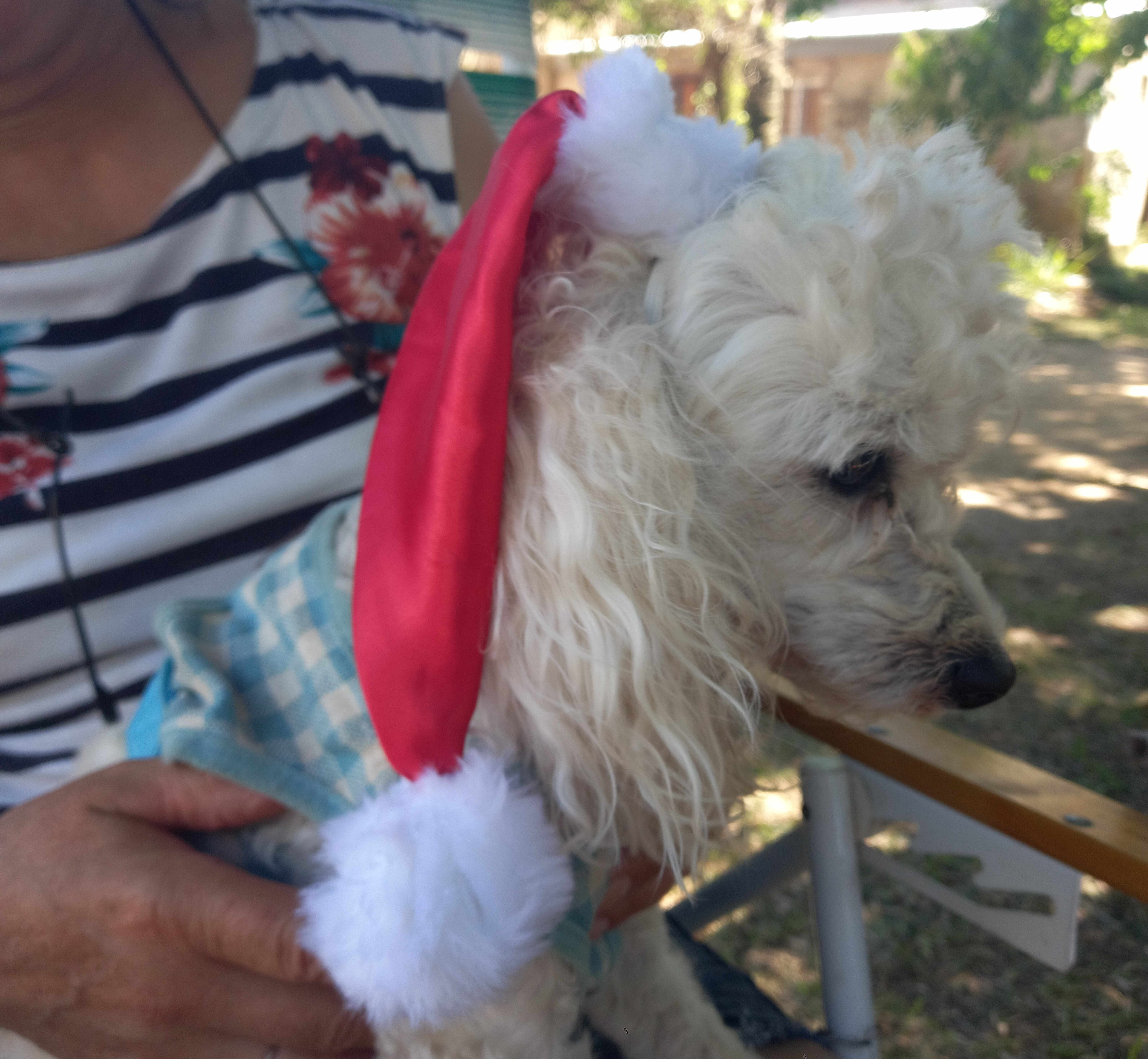 Perrito 6