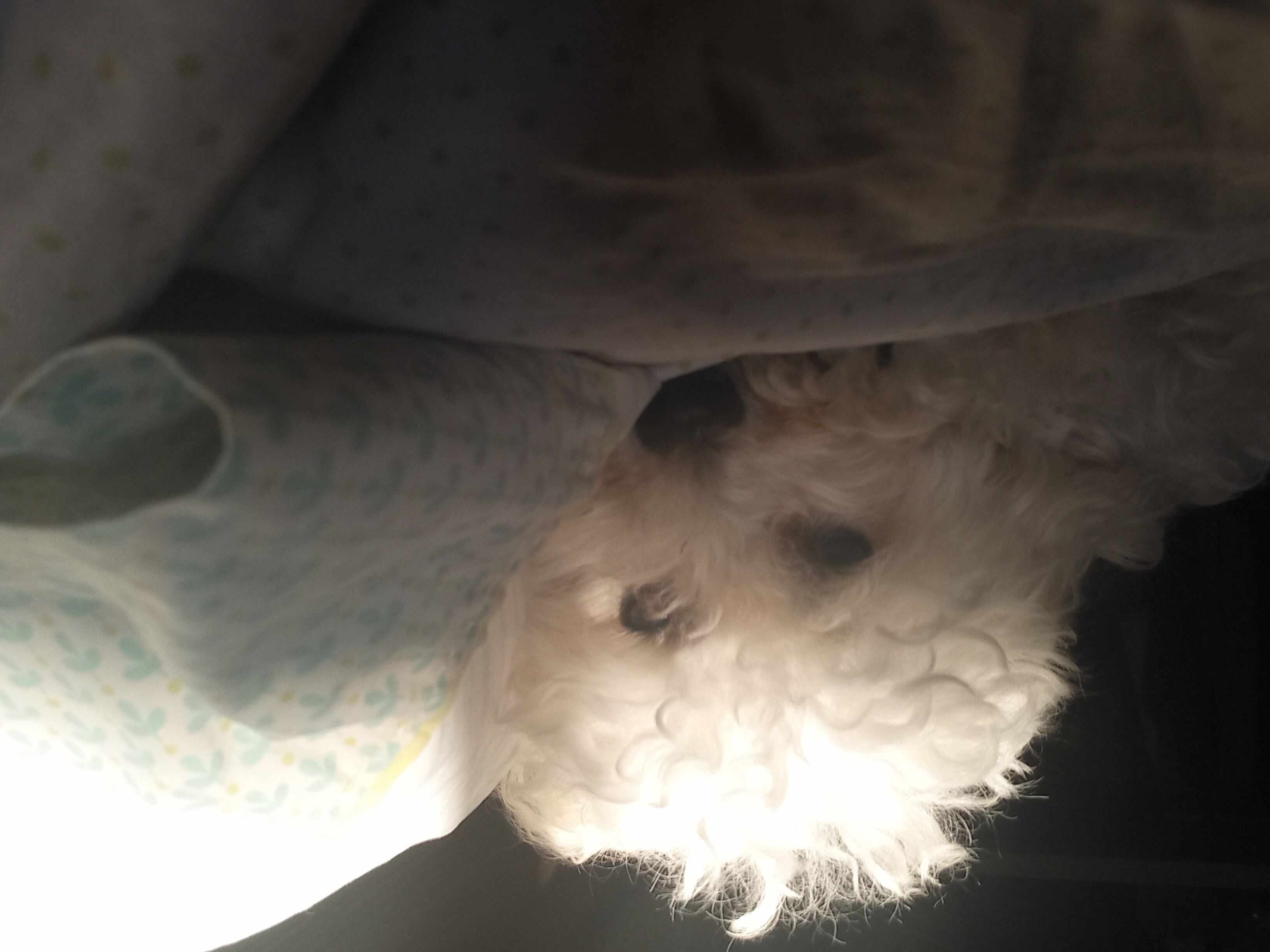 Perrito 7