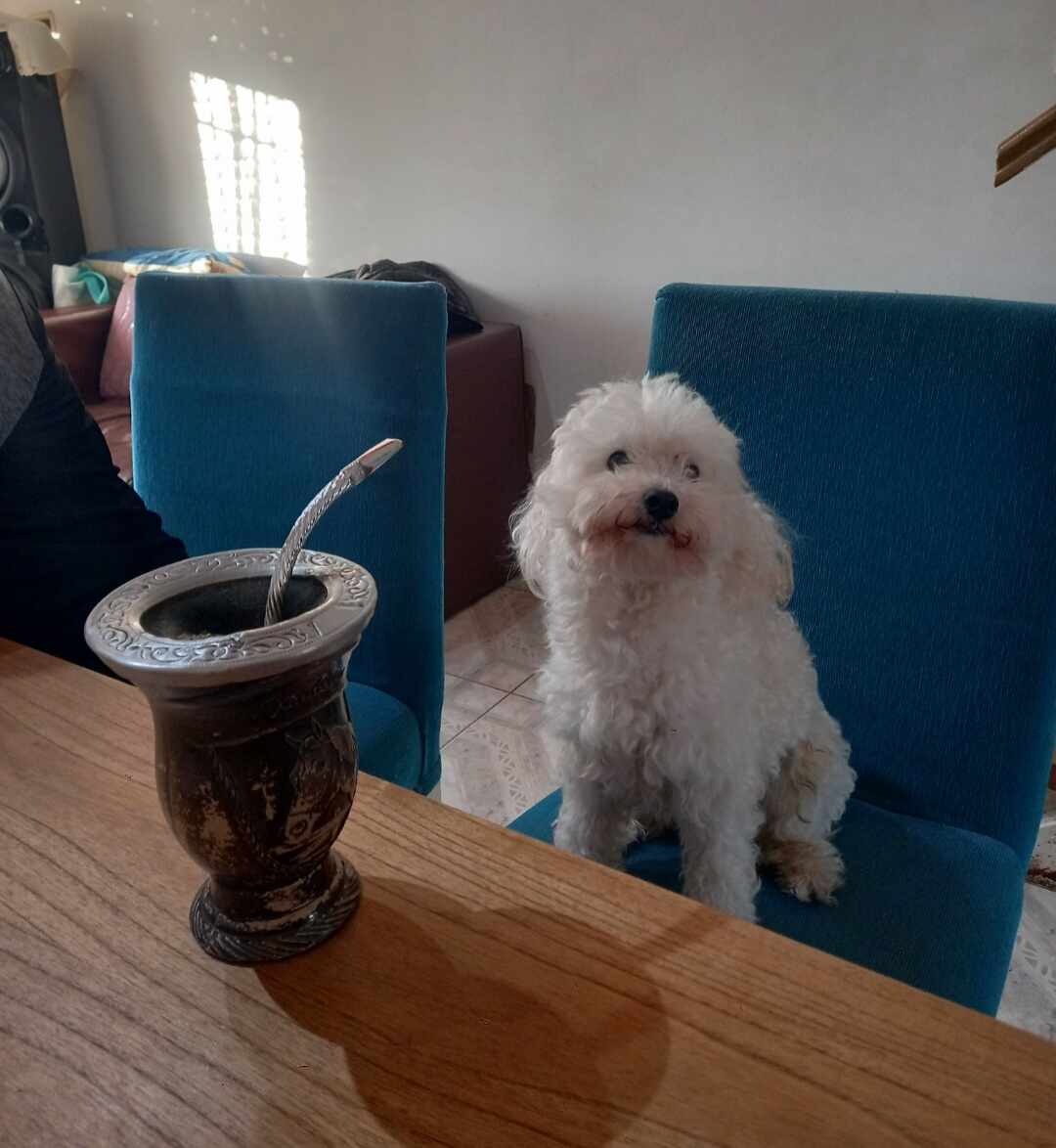 Perrito 10