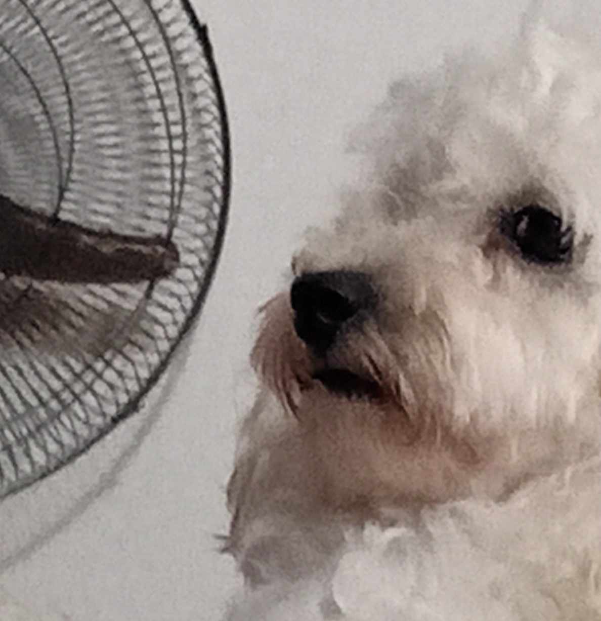 Perrito 3