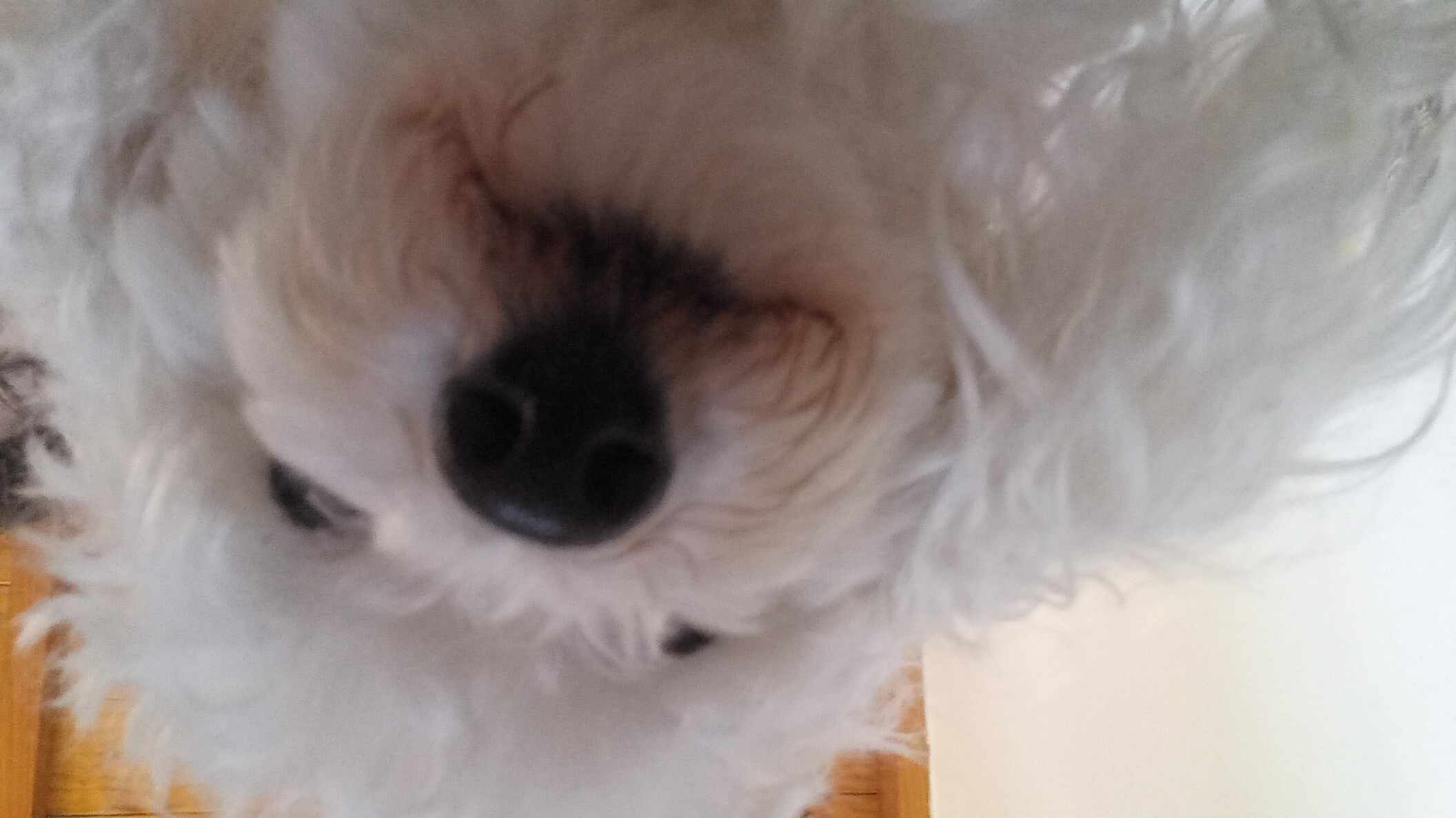 Perrito 2