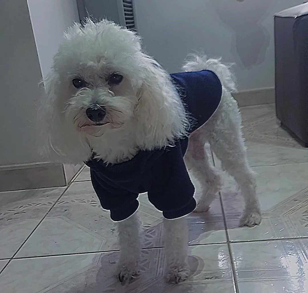 Perrito 1