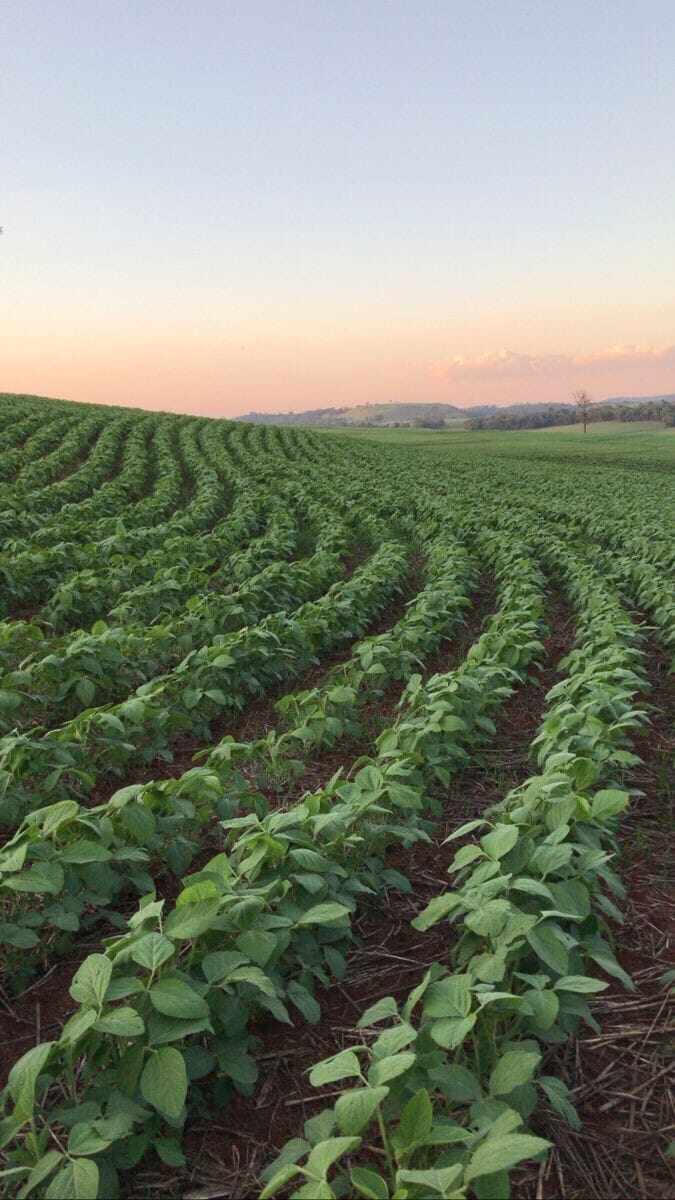 campo