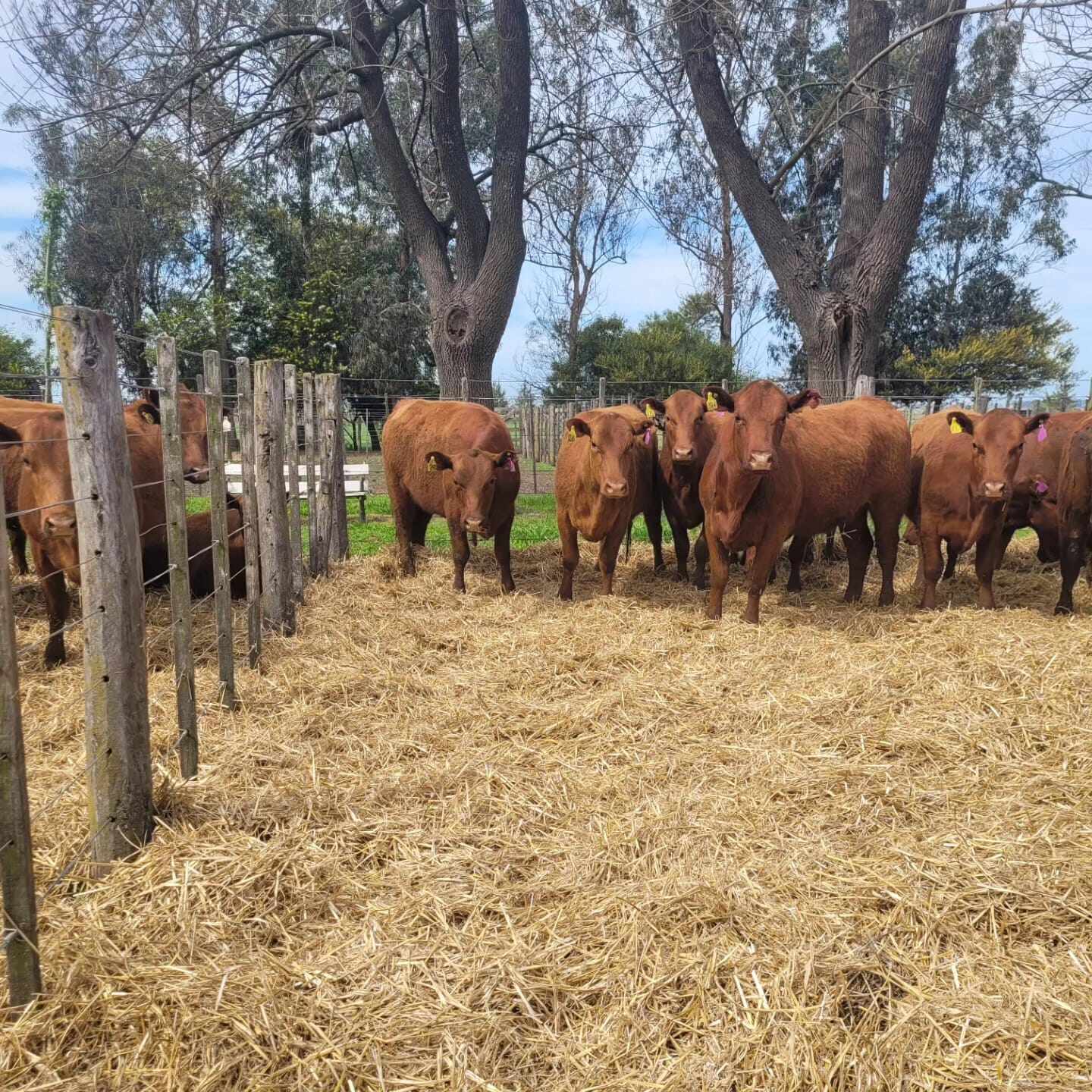 vacas:D
